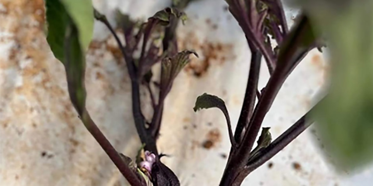 Quando la fitotossicità è causata dall’uomo