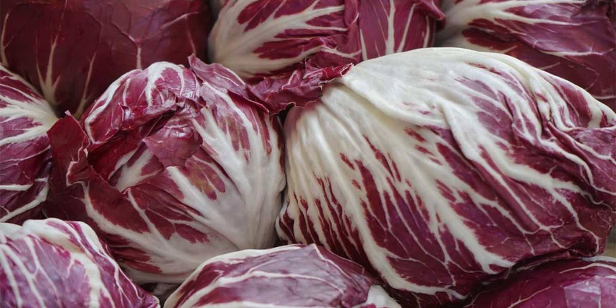 Occhi puntati sul radicchio di Chioggia