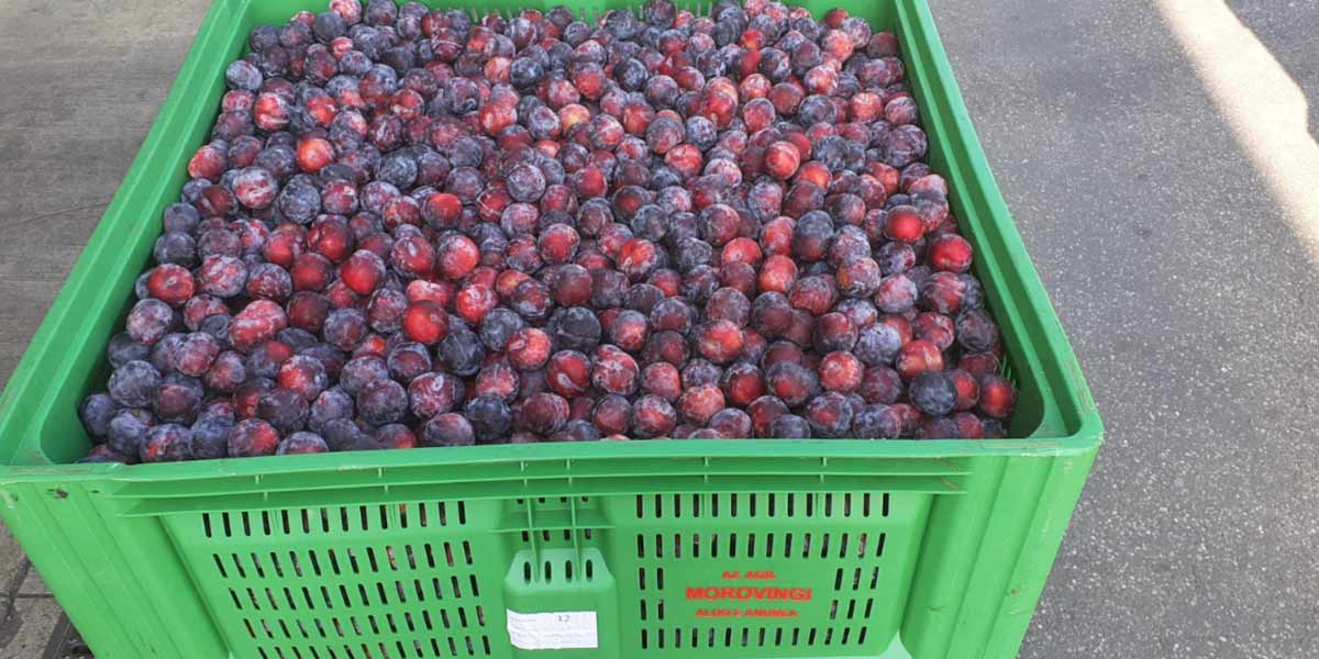 Susina Angeleno, tanti frutti invenduti
