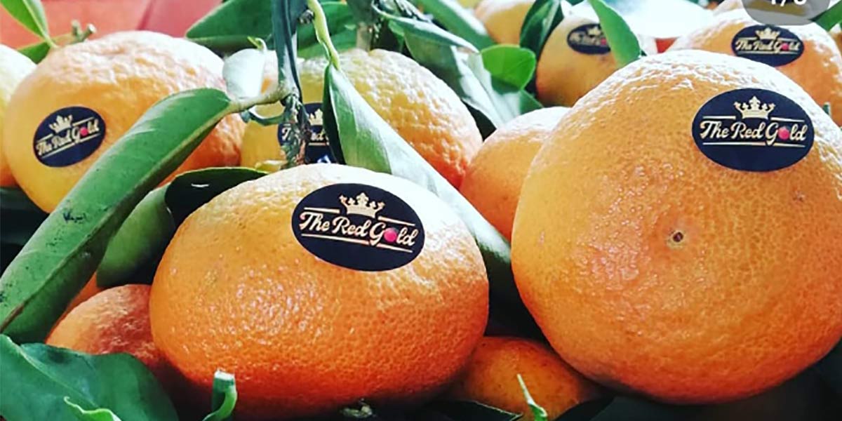 Clementine dell’Etna, ecco le previsioni