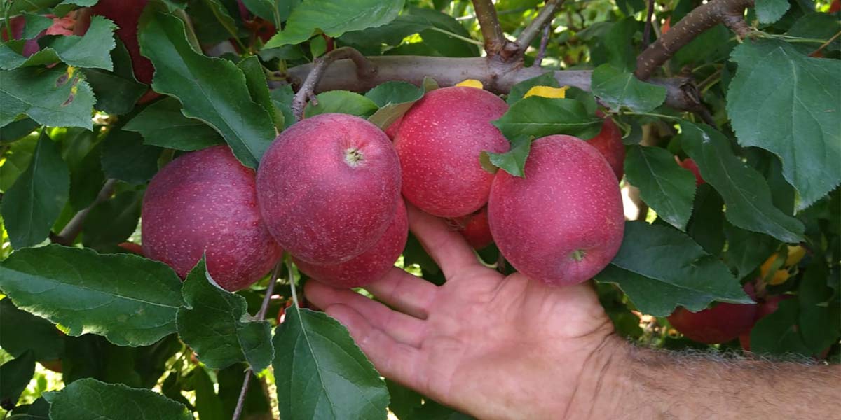 Mele, come migliorare la raccolta